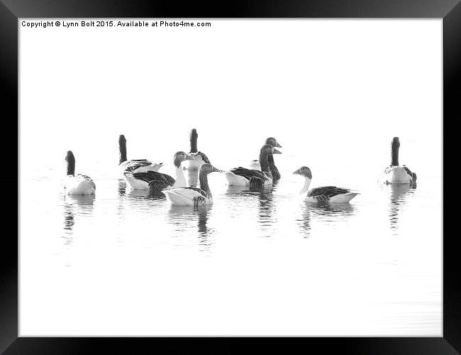  Geese Framed Print by Lynn Bolt