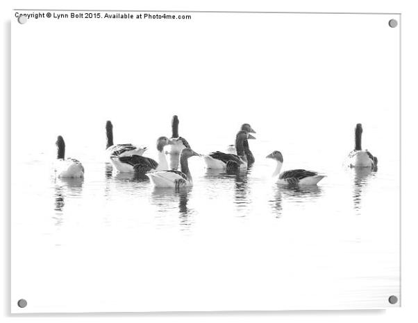  Geese Acrylic by Lynn Bolt