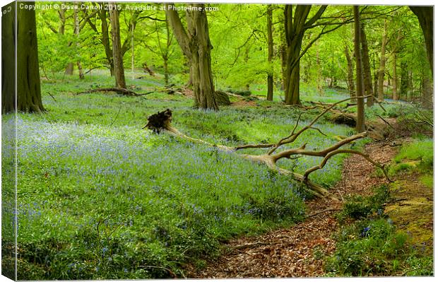 Bluebell Woods Canvas Print by Dave Carroll