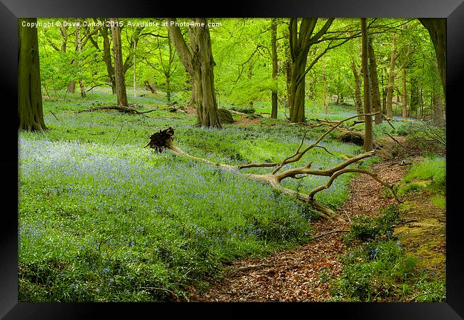 Bluebell Woods Framed Print by Dave Carroll