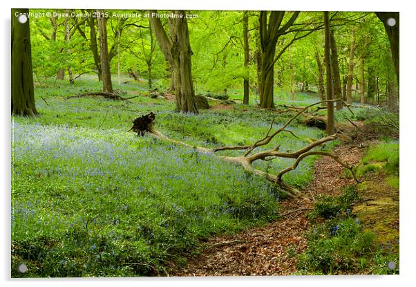 Bluebell Woods Acrylic by Dave Carroll