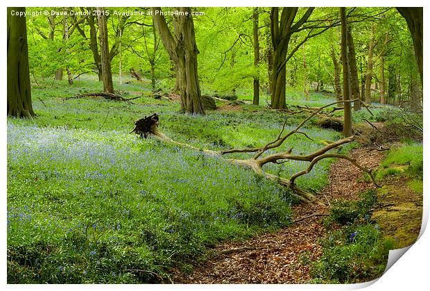 Bluebell Woods Print by Dave Carroll