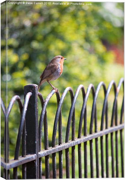 Robin on a Park Fence Canvas Print by Dave Carroll