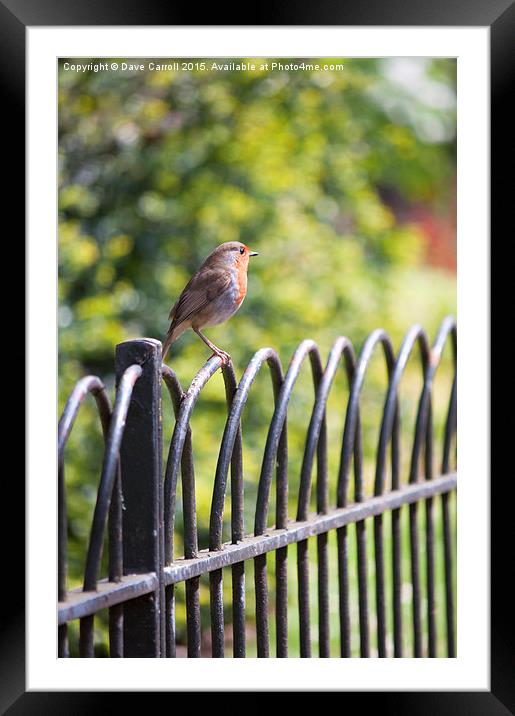 Robin on a Park Fence Framed Mounted Print by Dave Carroll