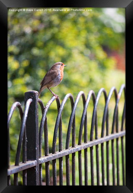 Robin on a Park Fence Framed Print by Dave Carroll