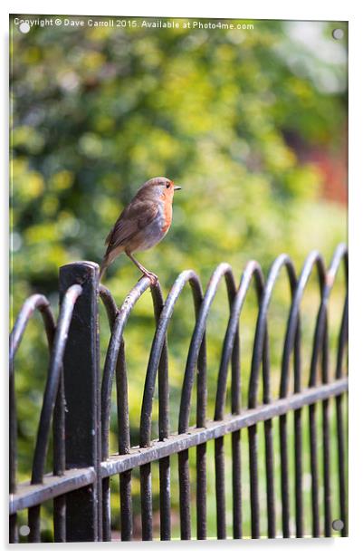 Robin on a Park Fence Acrylic by Dave Carroll