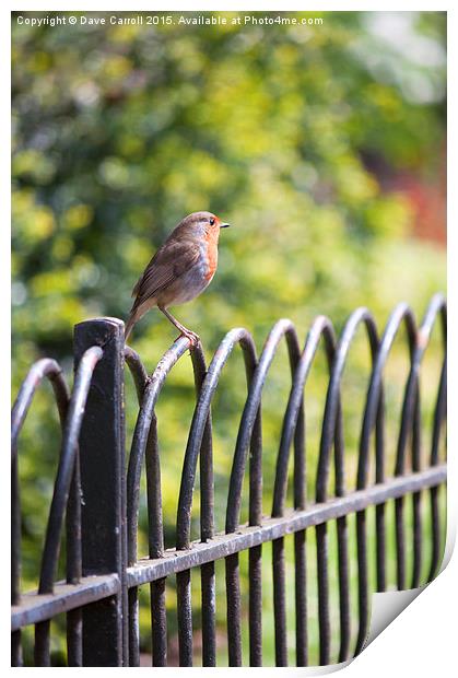 Robin on a Park Fence Print by Dave Carroll
