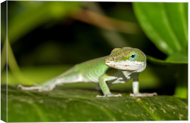  anole Canvas Print by Kelvin Rumsby