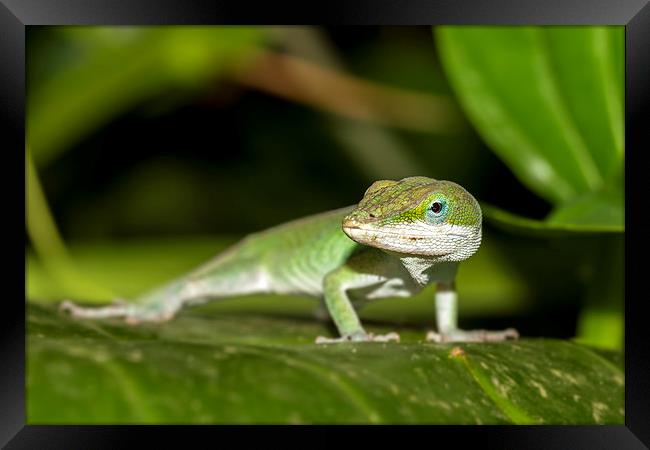  anole Framed Print by Kelvin Rumsby