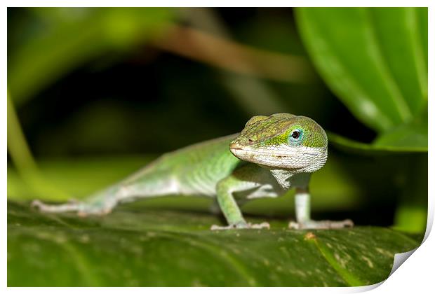  anole Print by Kelvin Rumsby