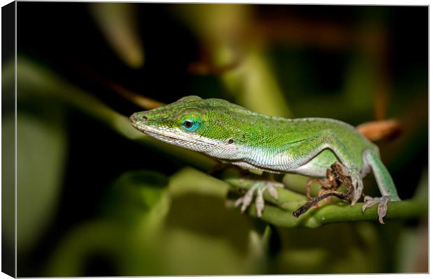  anole  Canvas Print by Kelvin Rumsby