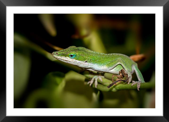  anole  Framed Mounted Print by Kelvin Rumsby
