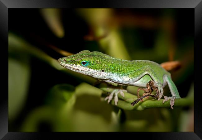  anole  Framed Print by Kelvin Rumsby