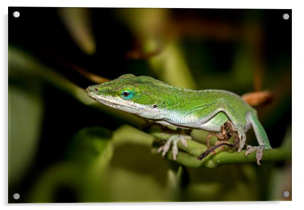  anole  Acrylic by Kelvin Rumsby