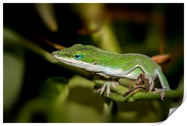  anole  Print by Kelvin Rumsby