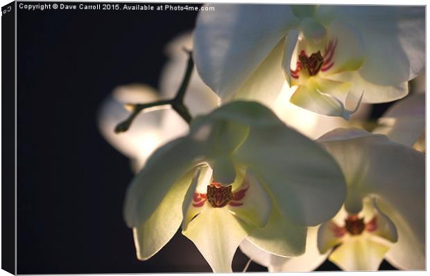 White Orchids Canvas Print by Dave Carroll