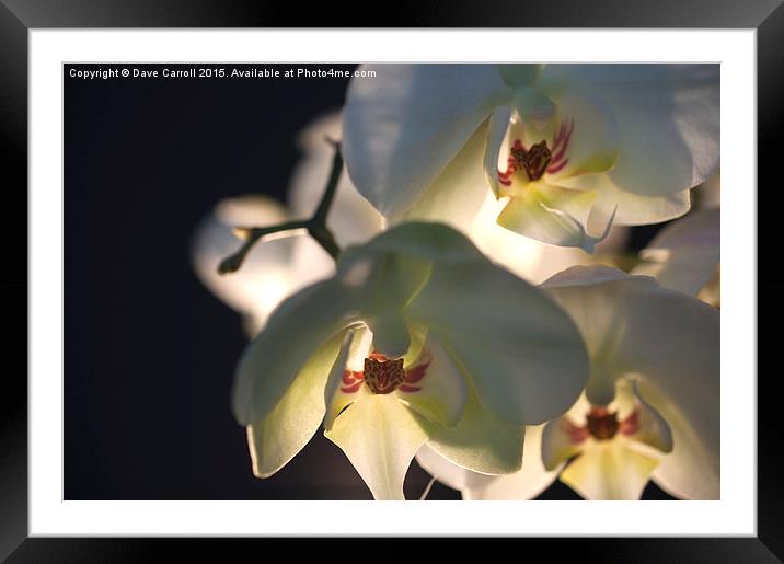 White Orchids Framed Mounted Print by Dave Carroll