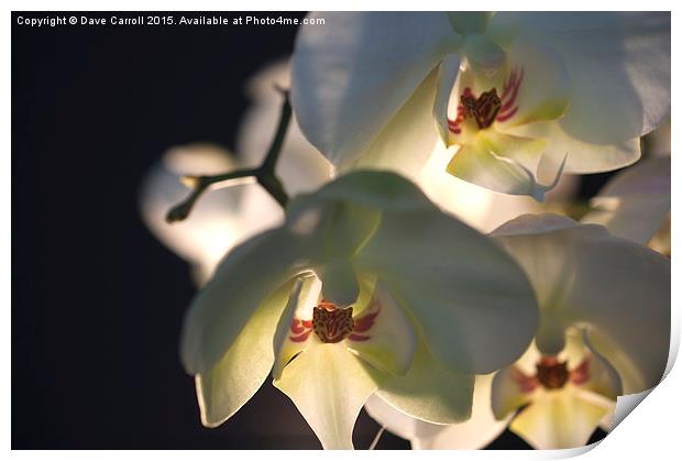White Orchids Print by Dave Carroll