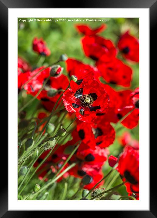 Red poppy Framed Mounted Print by Beata Aldridge
