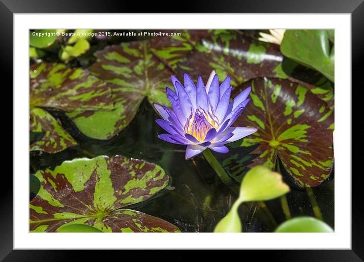 Blue water lily Framed Mounted Print by Beata Aldridge