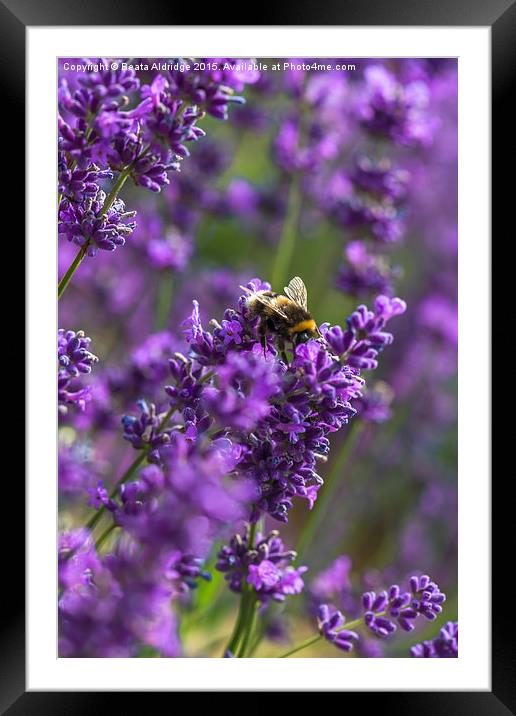Lavender and bee Framed Mounted Print by Beata Aldridge