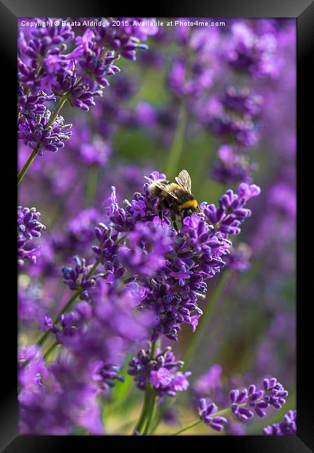 Lavender and bee Framed Print by Beata Aldridge