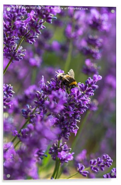 Lavender and bee Acrylic by Beata Aldridge
