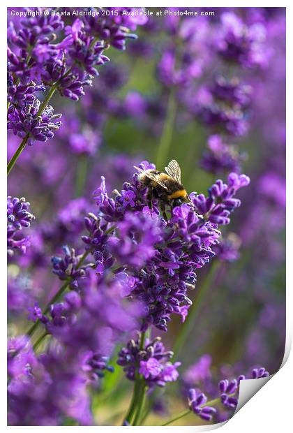Lavender and bee Print by Beata Aldridge