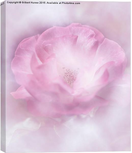 The Pink Rose Canvas Print by Gilbert Hurree