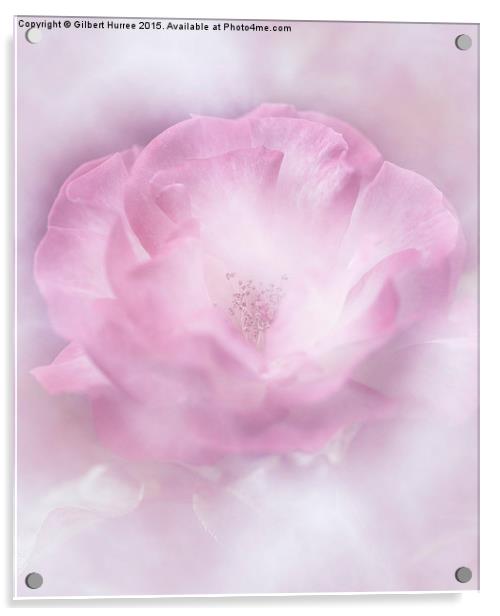 The Pink Rose Acrylic by Gilbert Hurree