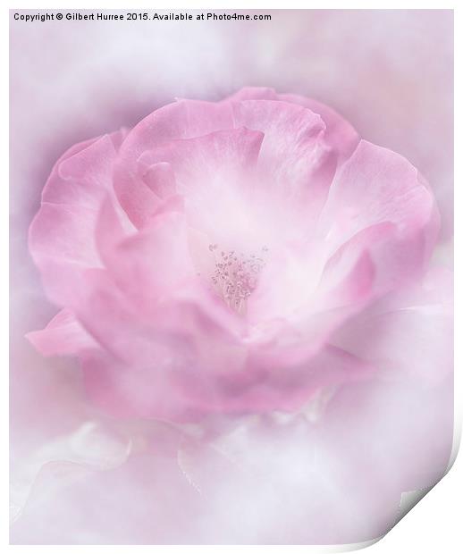 The Pink Rose Print by Gilbert Hurree
