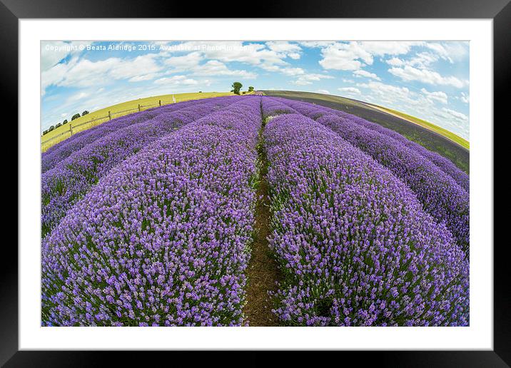 Lavender field Framed Mounted Print by Beata Aldridge
