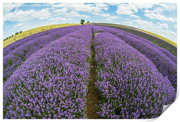 Lavender field Print by Beata Aldridge