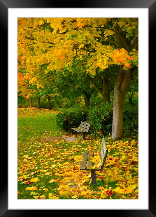  Autumn Bench Framed Mounted Print by Svetlana Sewell