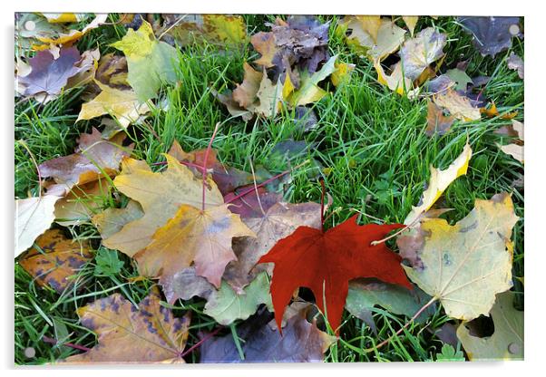  carpet of leaves Acrylic by Marinela Feier