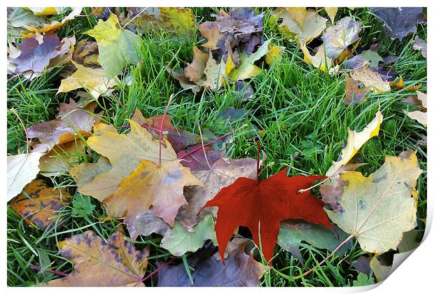  carpet of leaves Print by Marinela Feier