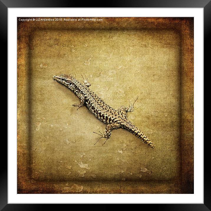  Lizard Framed Mounted Print by LIZ Alderdice
