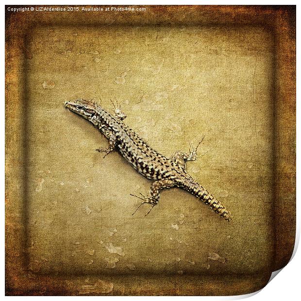  Lizard Print by LIZ Alderdice