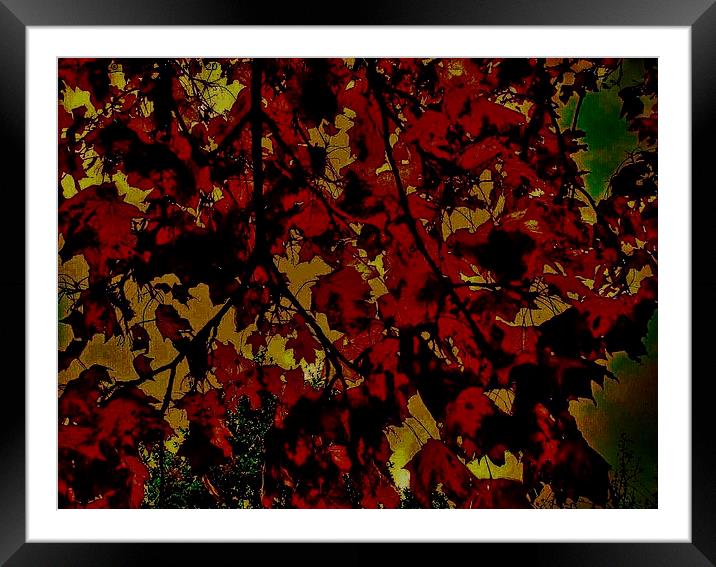  Autumnal Leaves Framed Mounted Print by Carmel Fiorentini