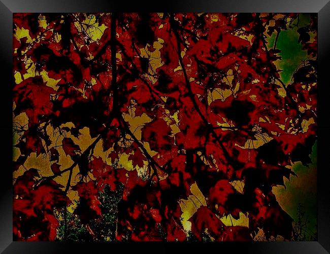  Autumnal Leaves Framed Print by Carmel Fiorentini