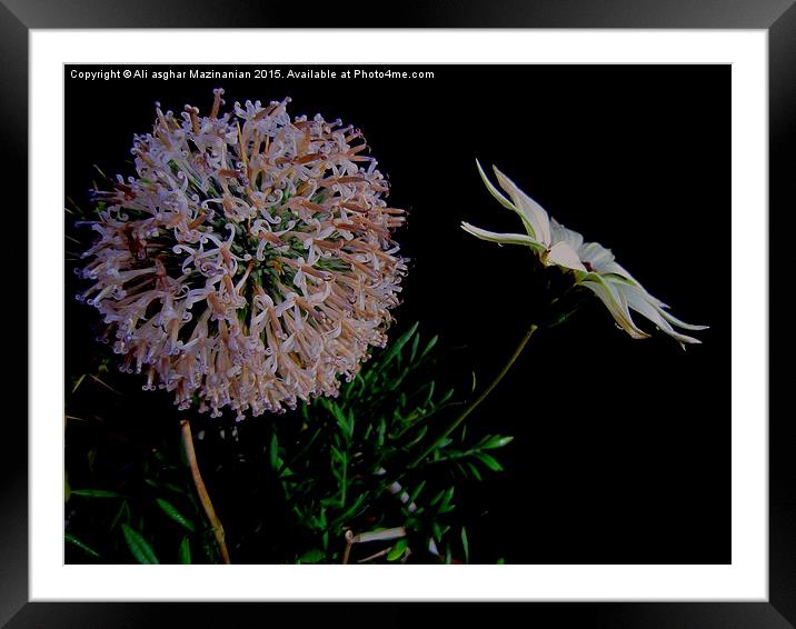 Thistle and flower, Framed Mounted Print by Ali asghar Mazinanian