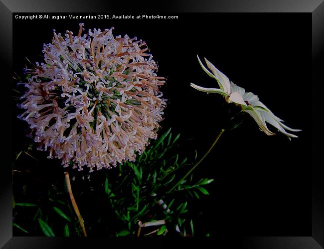 Thistle and flower, Framed Print by Ali asghar Mazinanian