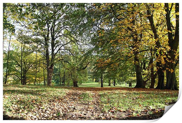  Auckland Park in Autumn Print by Paul White