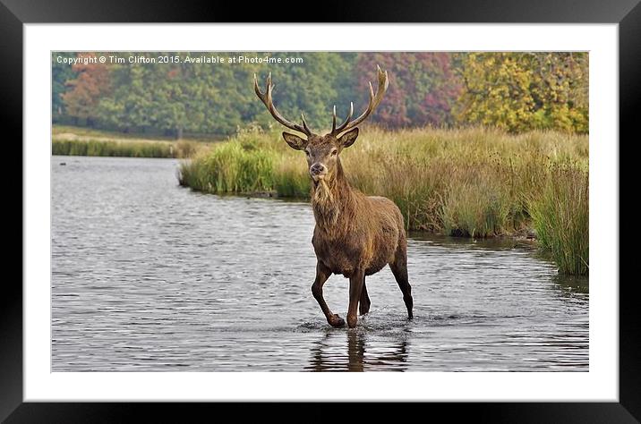  Proud Stag Framed Mounted Print by Tim Clifton