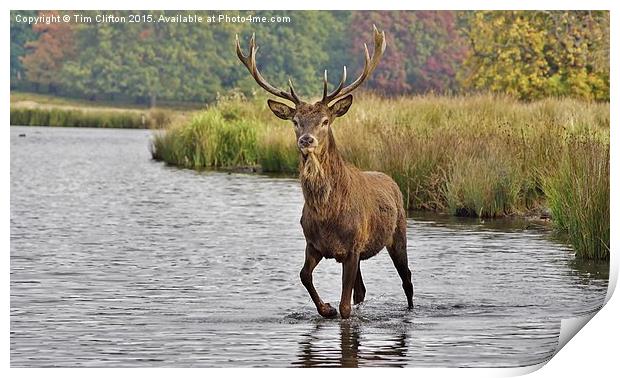  Proud Stag Print by Tim Clifton