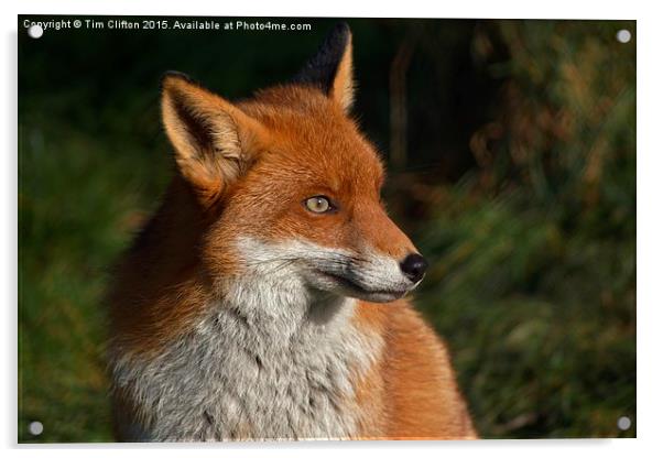  Foxy Lady Acrylic by Tim Clifton