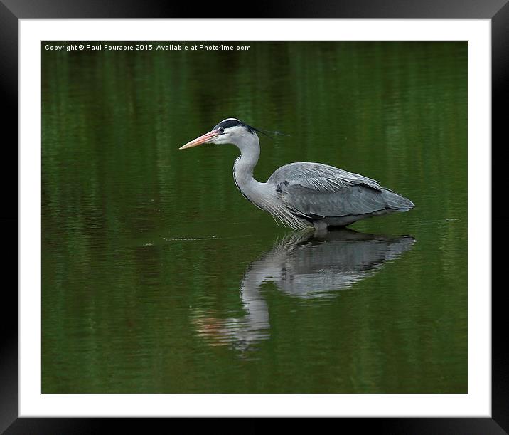  Heron chillin Framed Mounted Print by Paul Fouracre