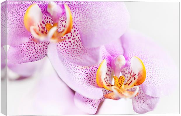 Pink blotchy Orchid flowers Canvas Print by Arletta Cwalina