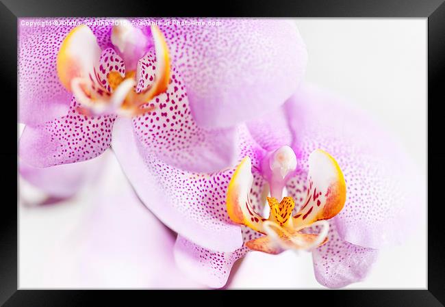Pink blotchy Orchid flowers Framed Print by Arletta Cwalina