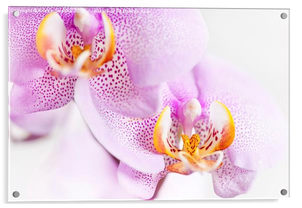 Pink blotchy Orchid flowers Acrylic by Arletta Cwalina